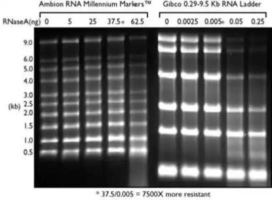 Χαμηλοί σκάλα SsRNA σειράς και δείκτης RNA, Formamide σκάλα 0.125-6.0Kb RNA