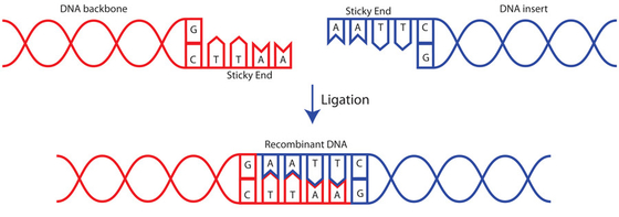 Γρήγορο T4 Ligase 400 DNA ερευνητικής χρήσης βιοχημικό αντιδραστήριο U/UL